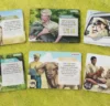 Wild: Serengeti (Pack)