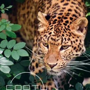 Earth: Animal Kingdom